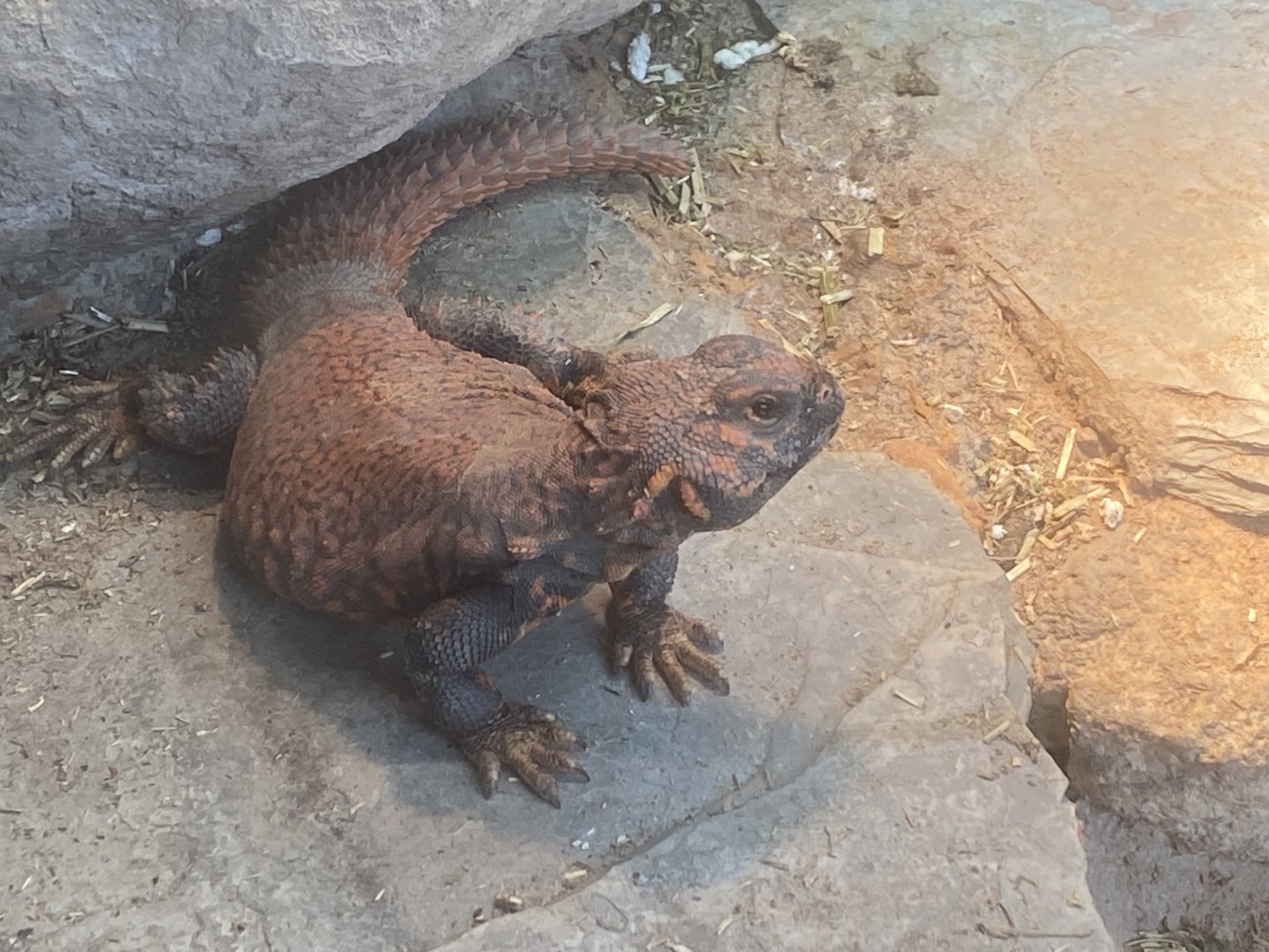 Geyr’s spiney-tailed lizard