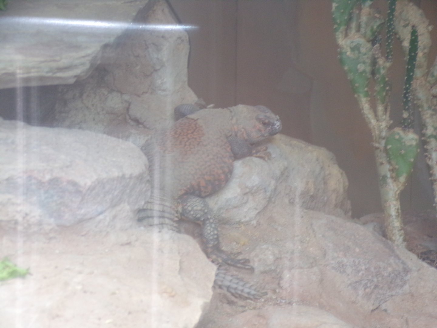 Geyr’s spiny-tailed lizard 7.7.24