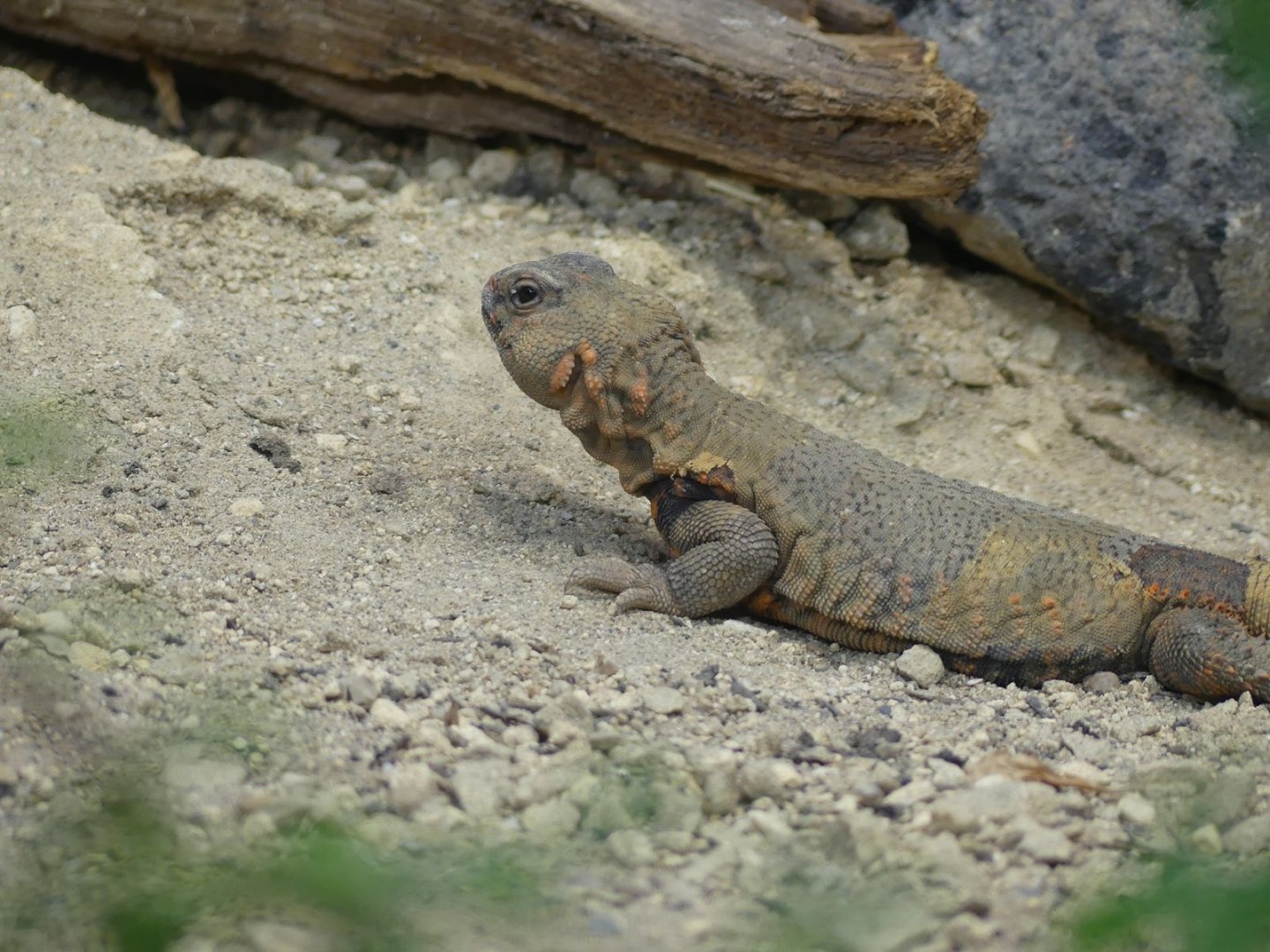 Geyr’s Spiny Tailed Lizard (female) - Heart of Africa - 02.04.25