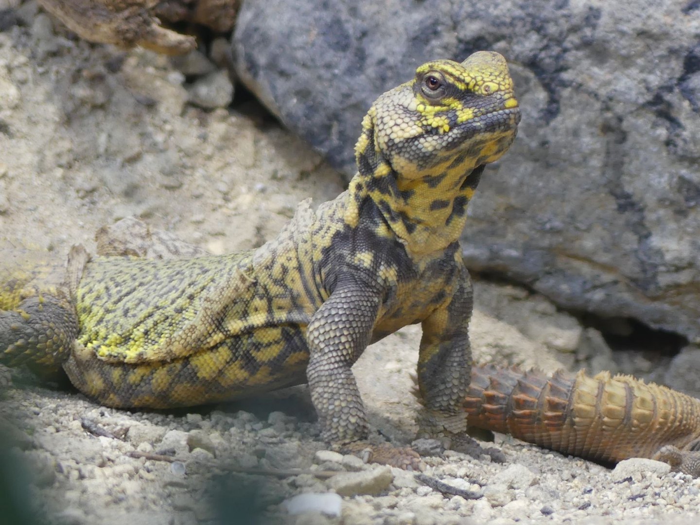 Geyr’s Spiny Tailed Lizard (male) - Heart of Africa - 02.04.25