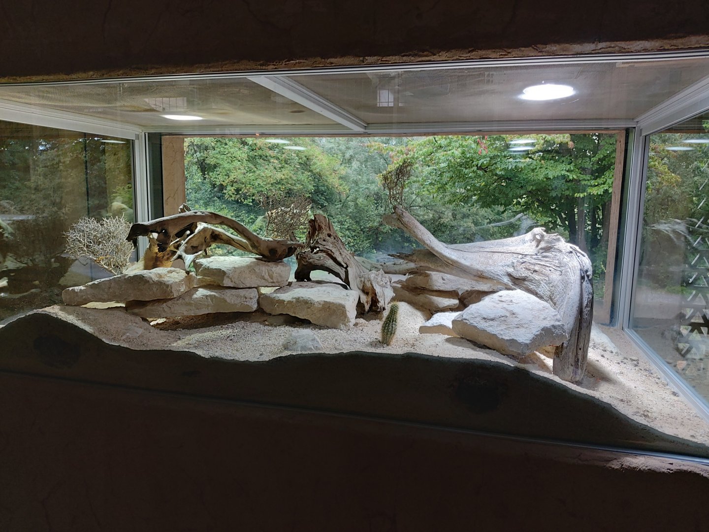 Geyr’s spiny-tailed lizard terrarium - Arabian oryx house