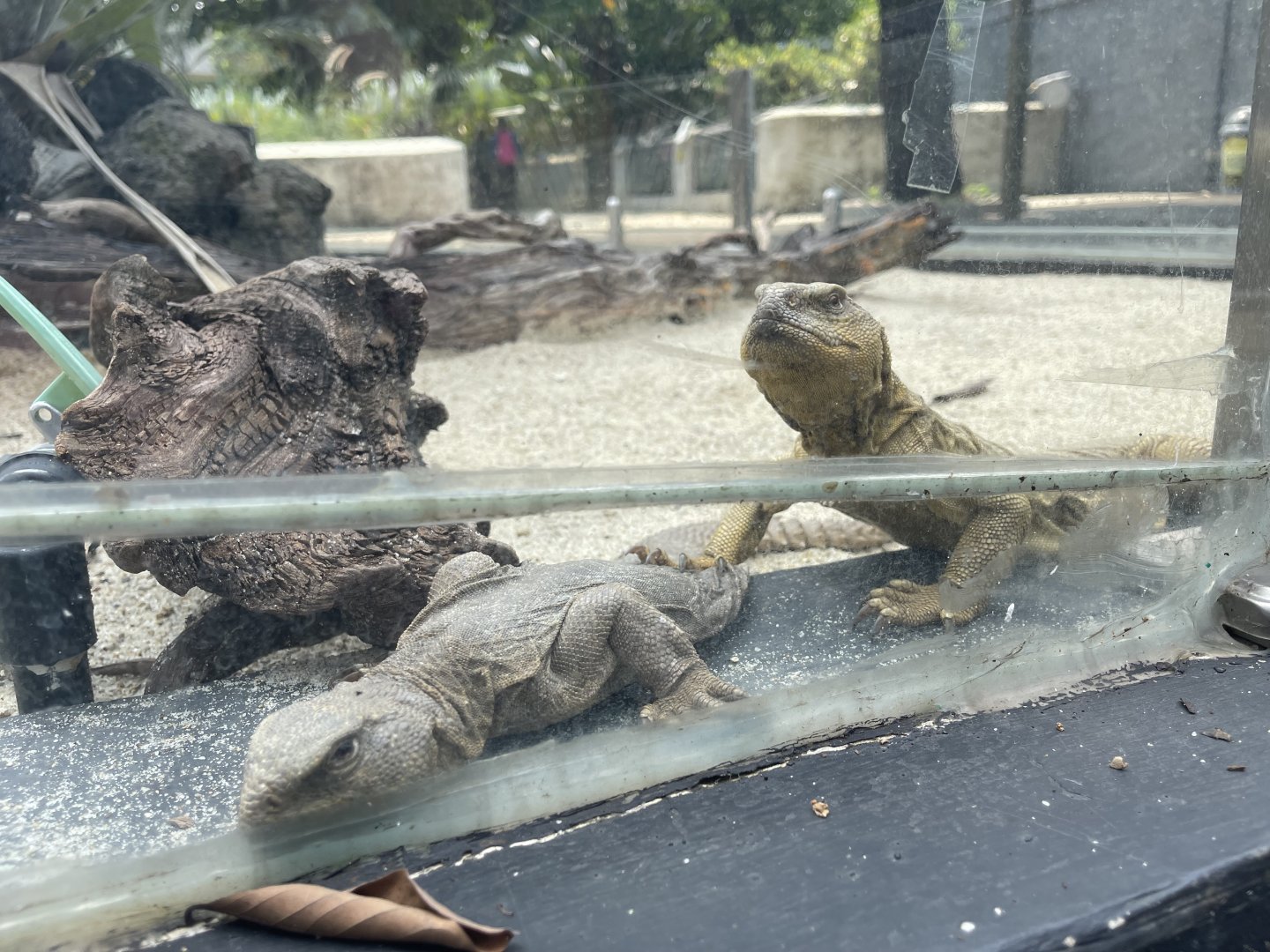geyr’s spiny-tailed lizard (uromastyx geyri) - museum komodo
