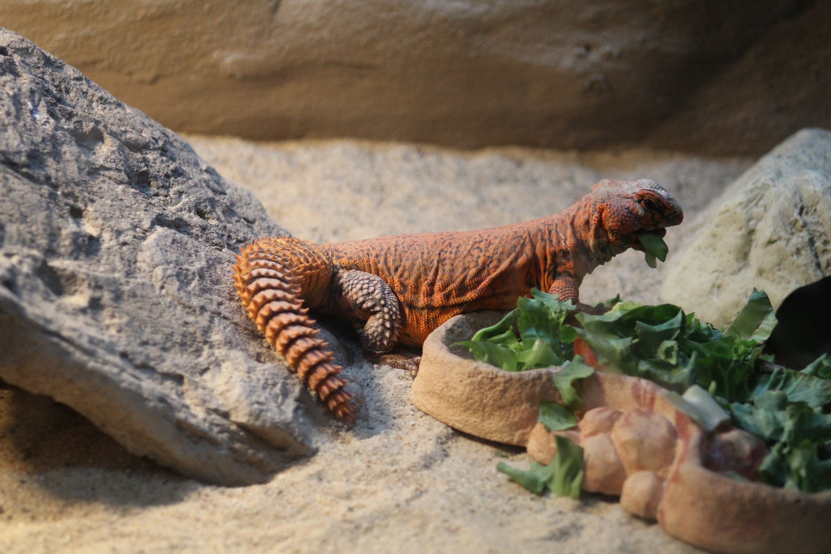 Geyr's Spiny-Tailed Lizard