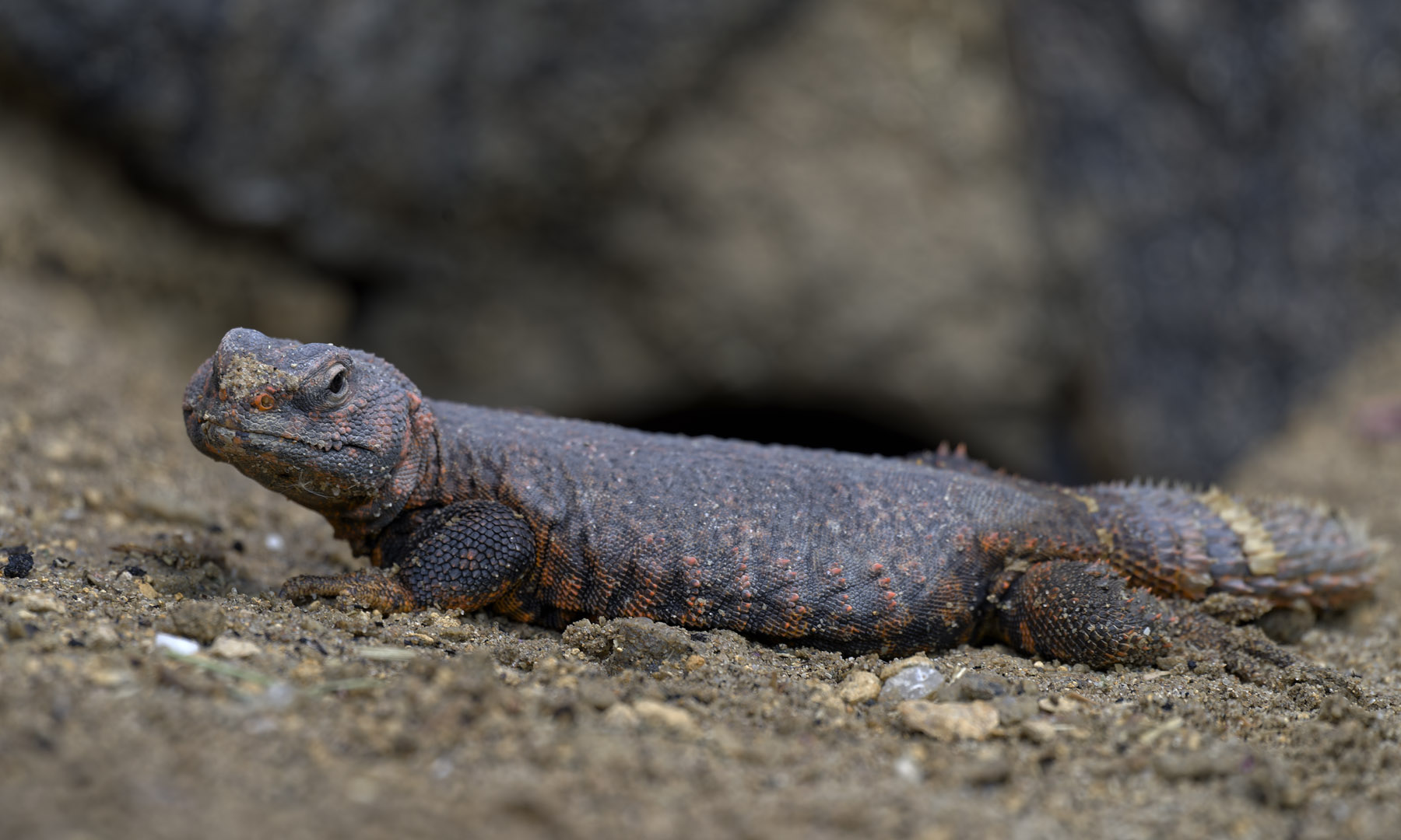 Geyr’s spiny-tailed lizard