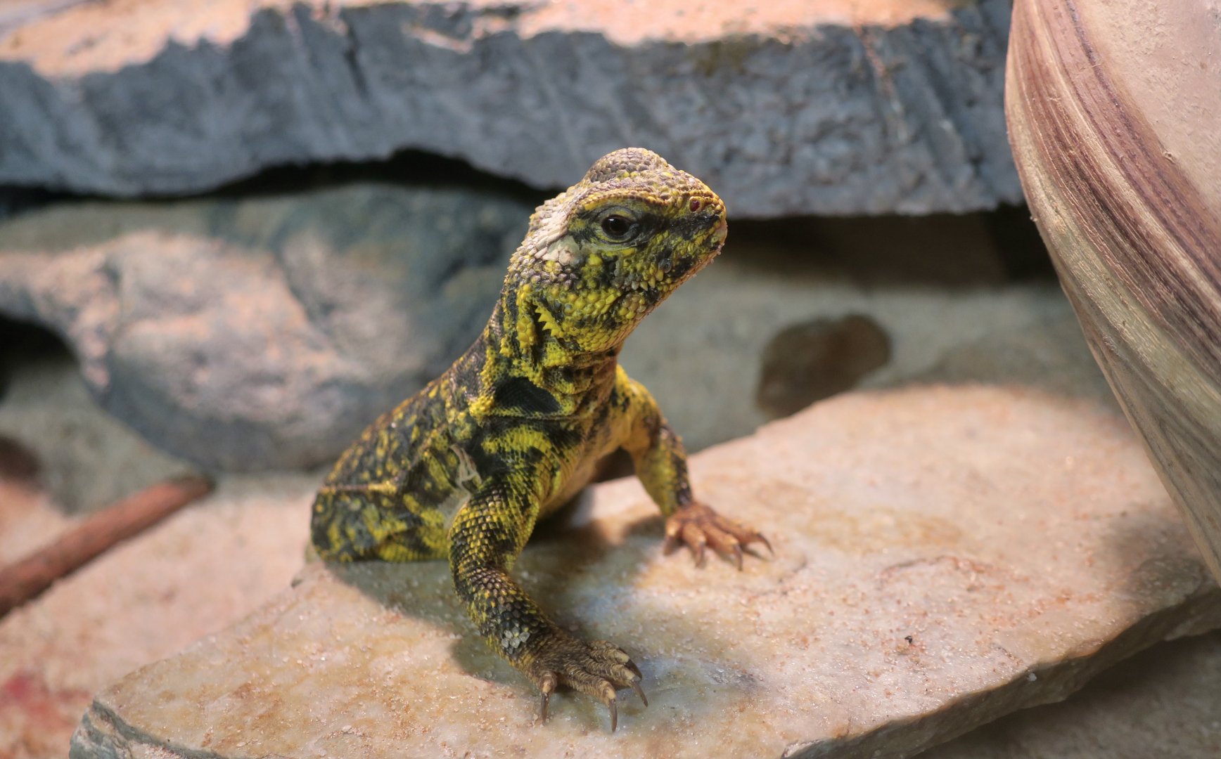 Geyr's Uromastyx (Uromastyx geyri)