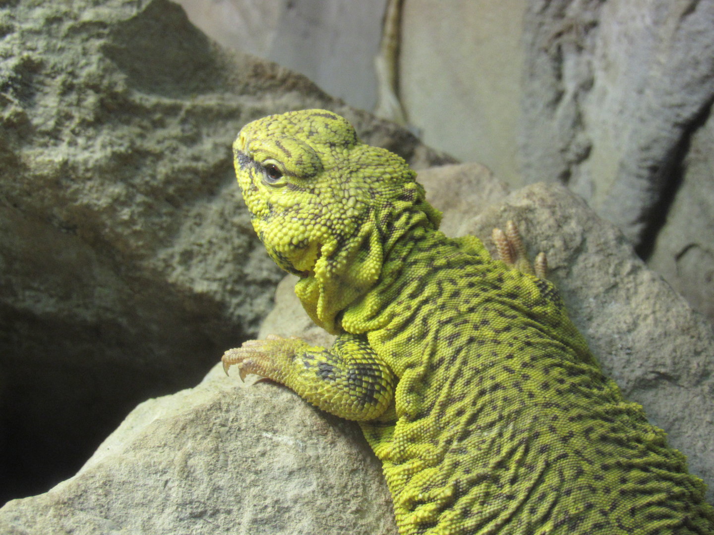 Geyr’s Uromastyx