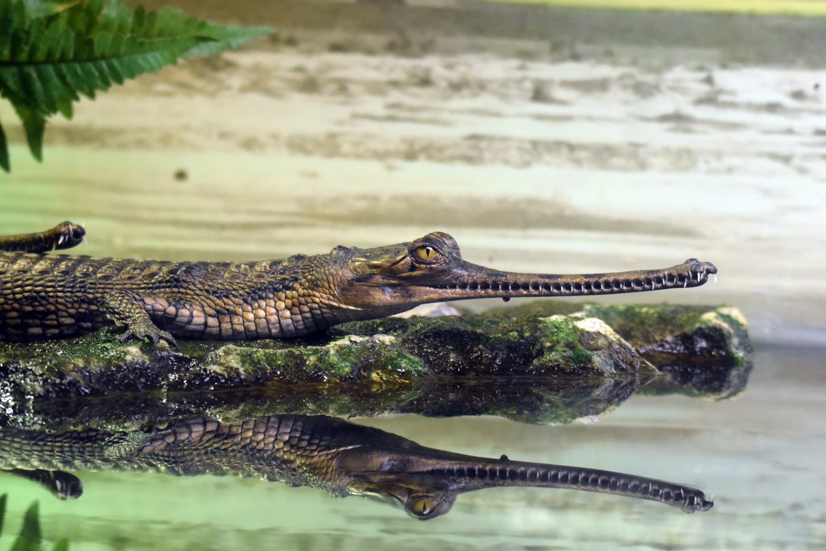 Gharial, 19.10.2019