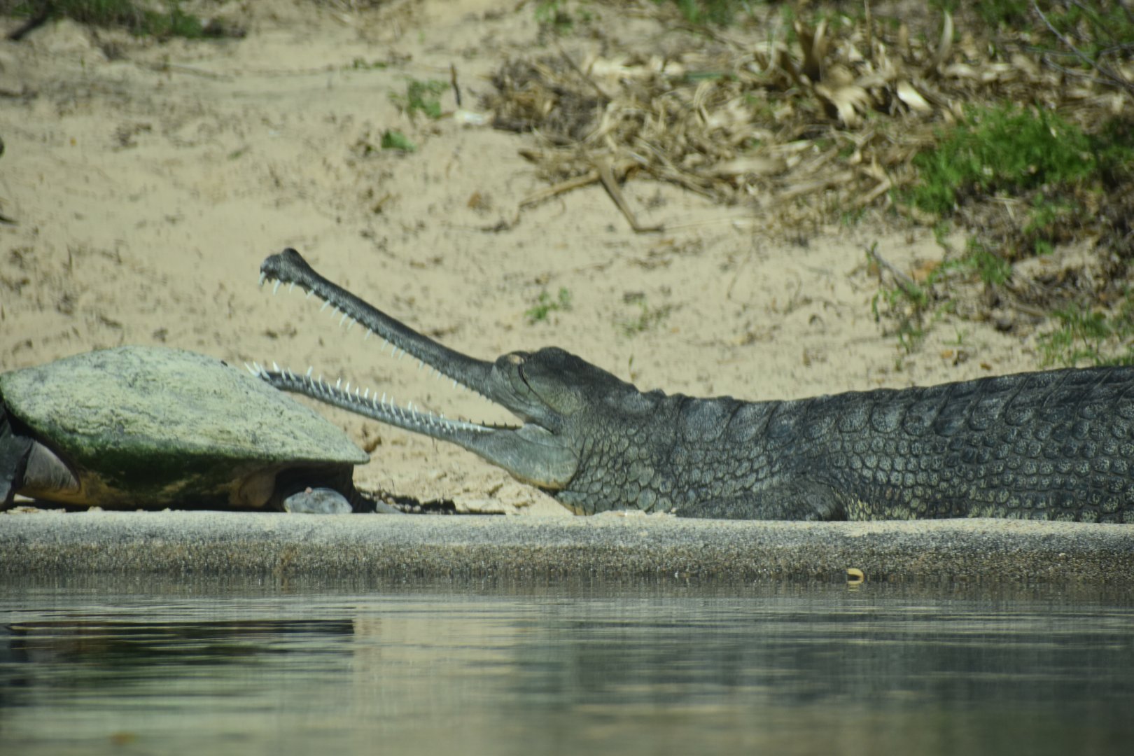 Gharial 2