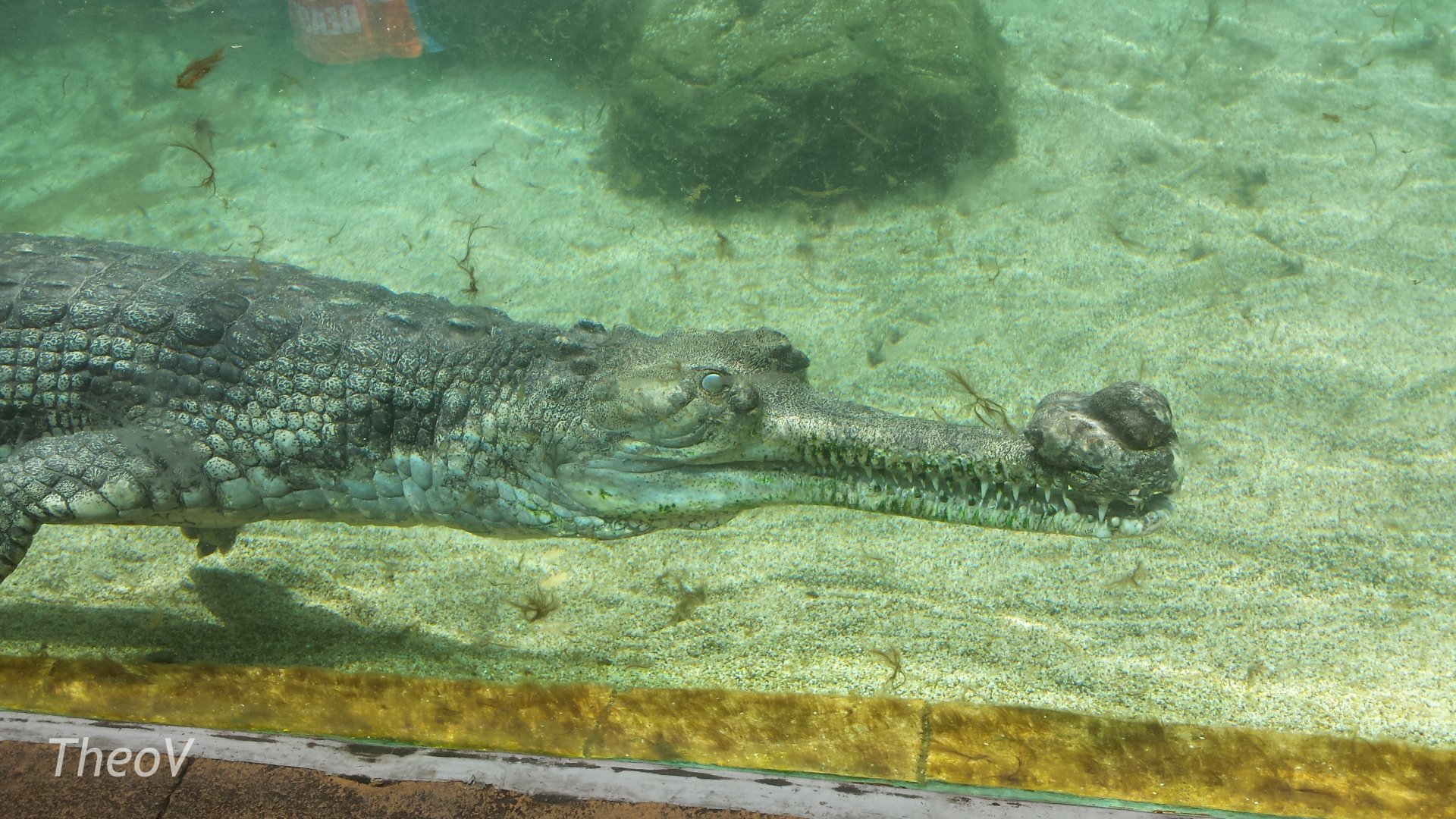 Gharial [2014]