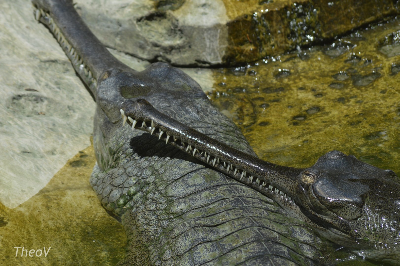 Gharial [2017]