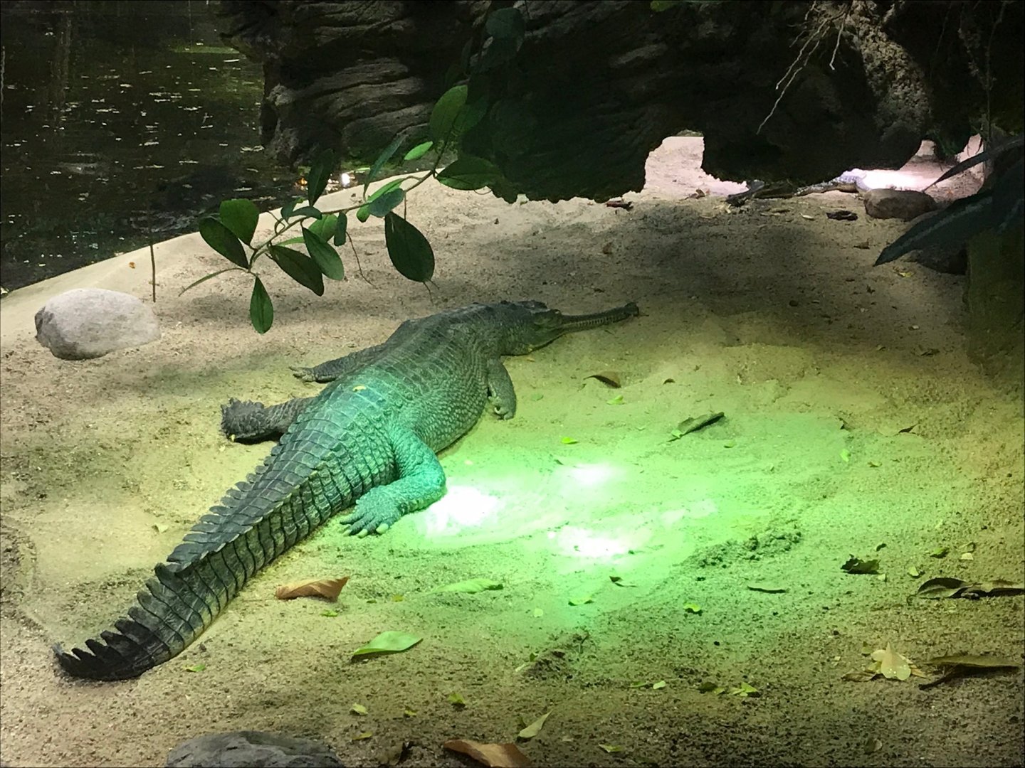 Gharial 270118