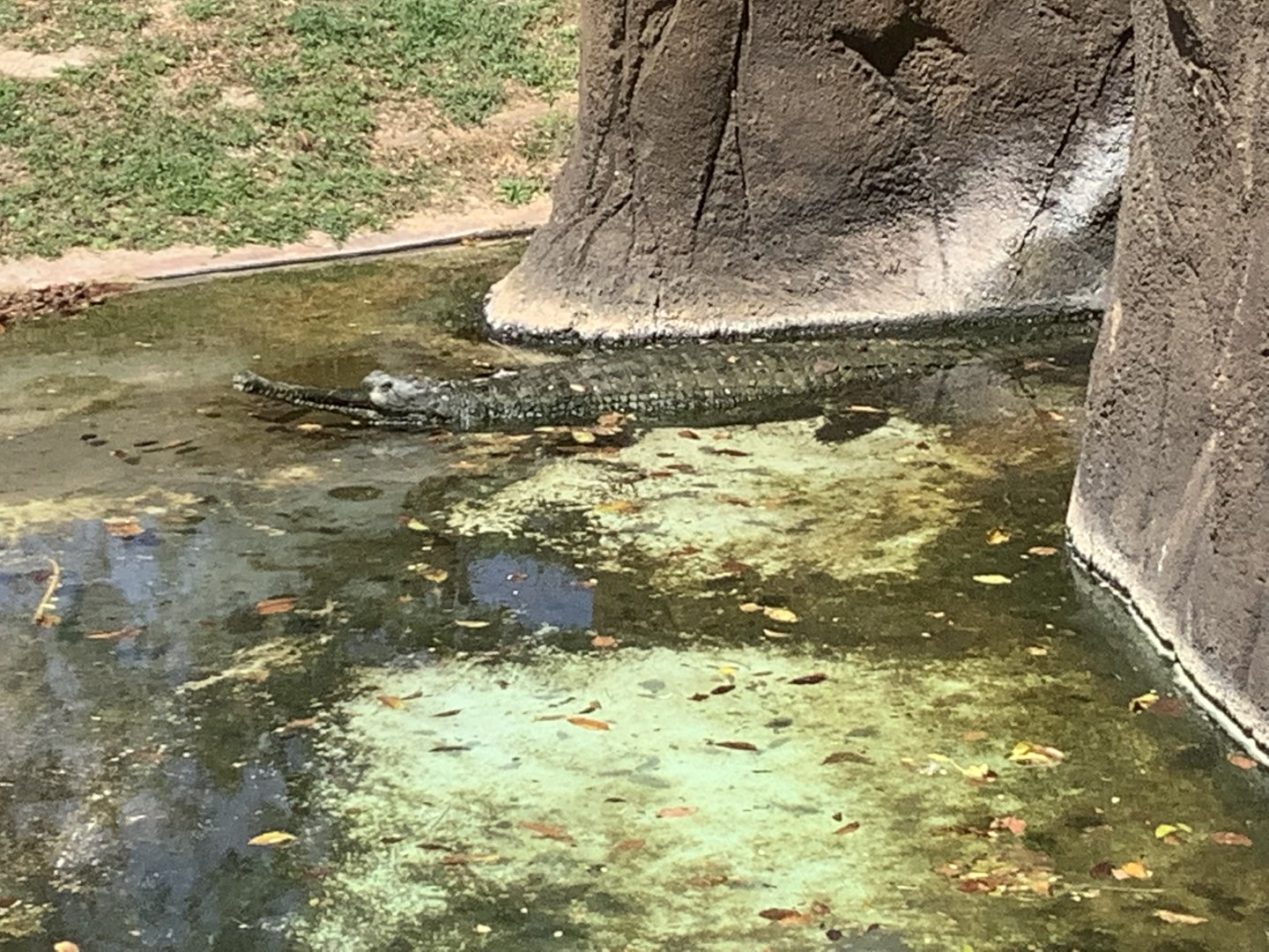 Gharial 3/25/23
