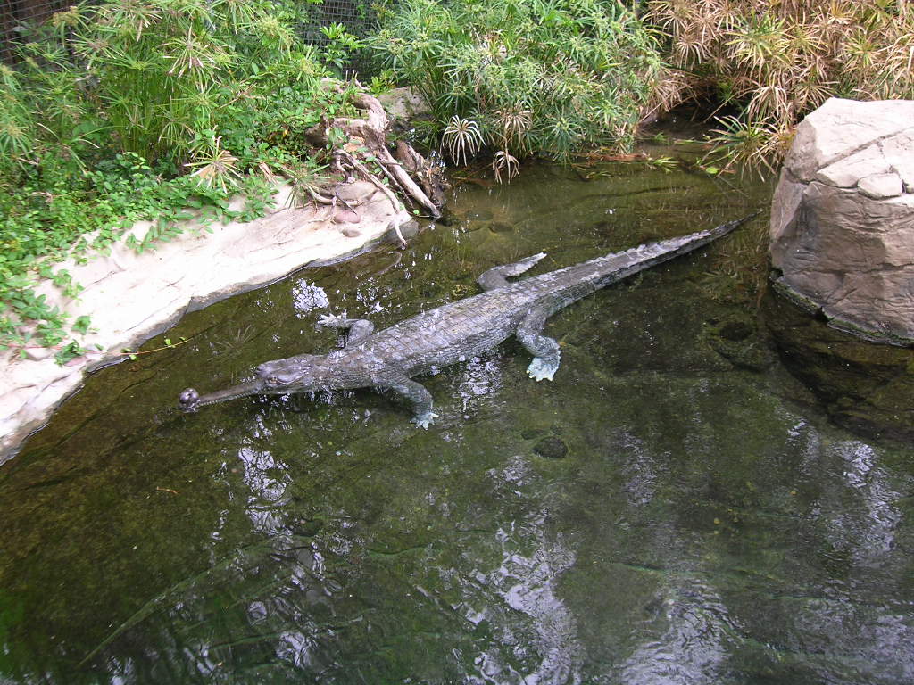 Gharial 5-17-10