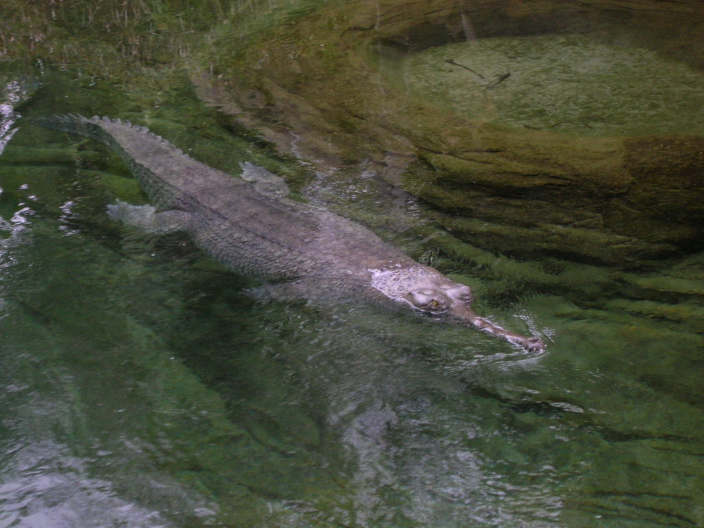 Gharial 5-17-10