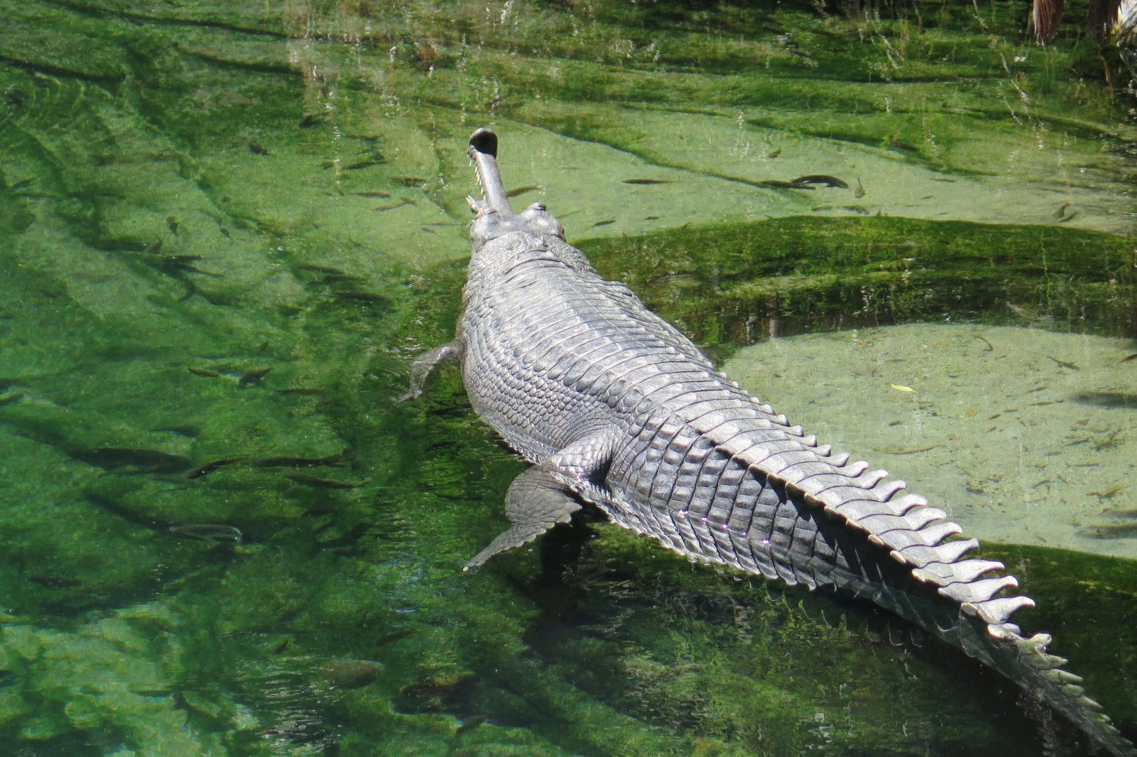 Gharial (8/23/2024)