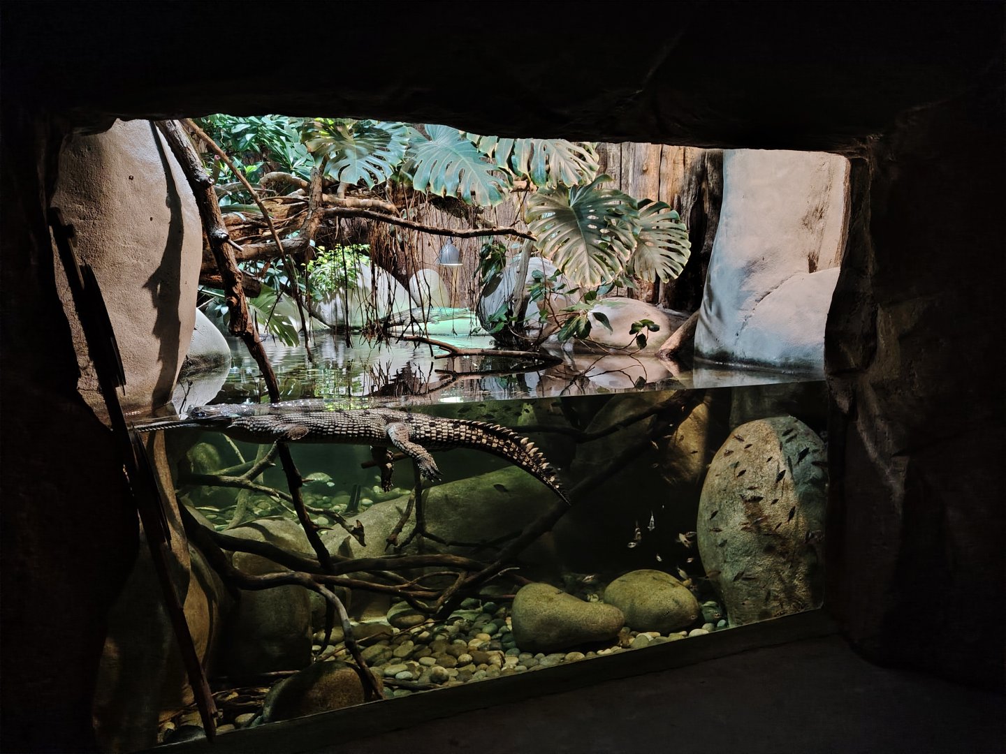 Gharial and grey slender Loris aquaterrarium