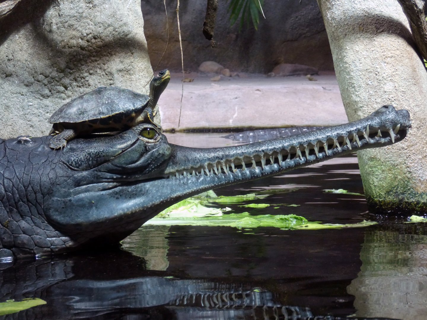 Gharial and Indian roofed turtle