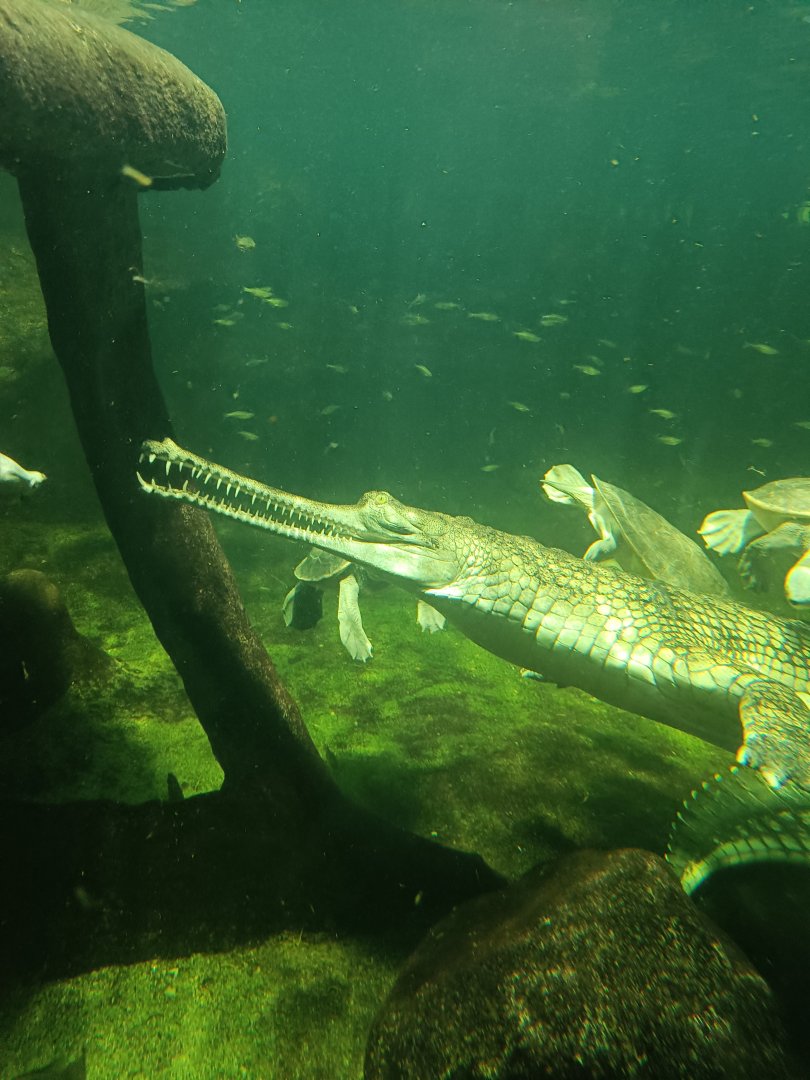 Gharial and Northern Batagurs - Chambal: Gharial Pavilion