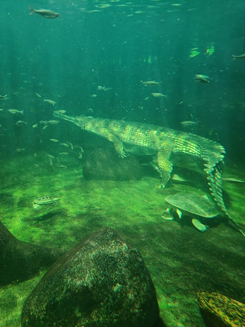 Gharial and Northern Batagurs - Chambal: Gharial Pavilion