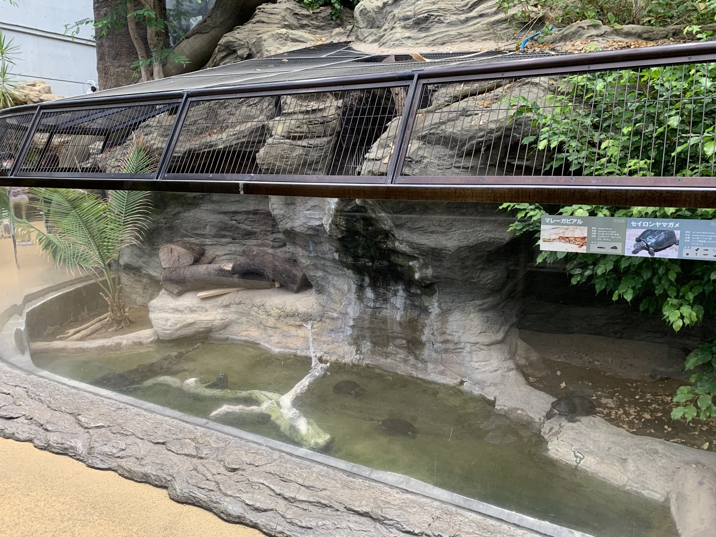 Gharial and Turtle Exhibit