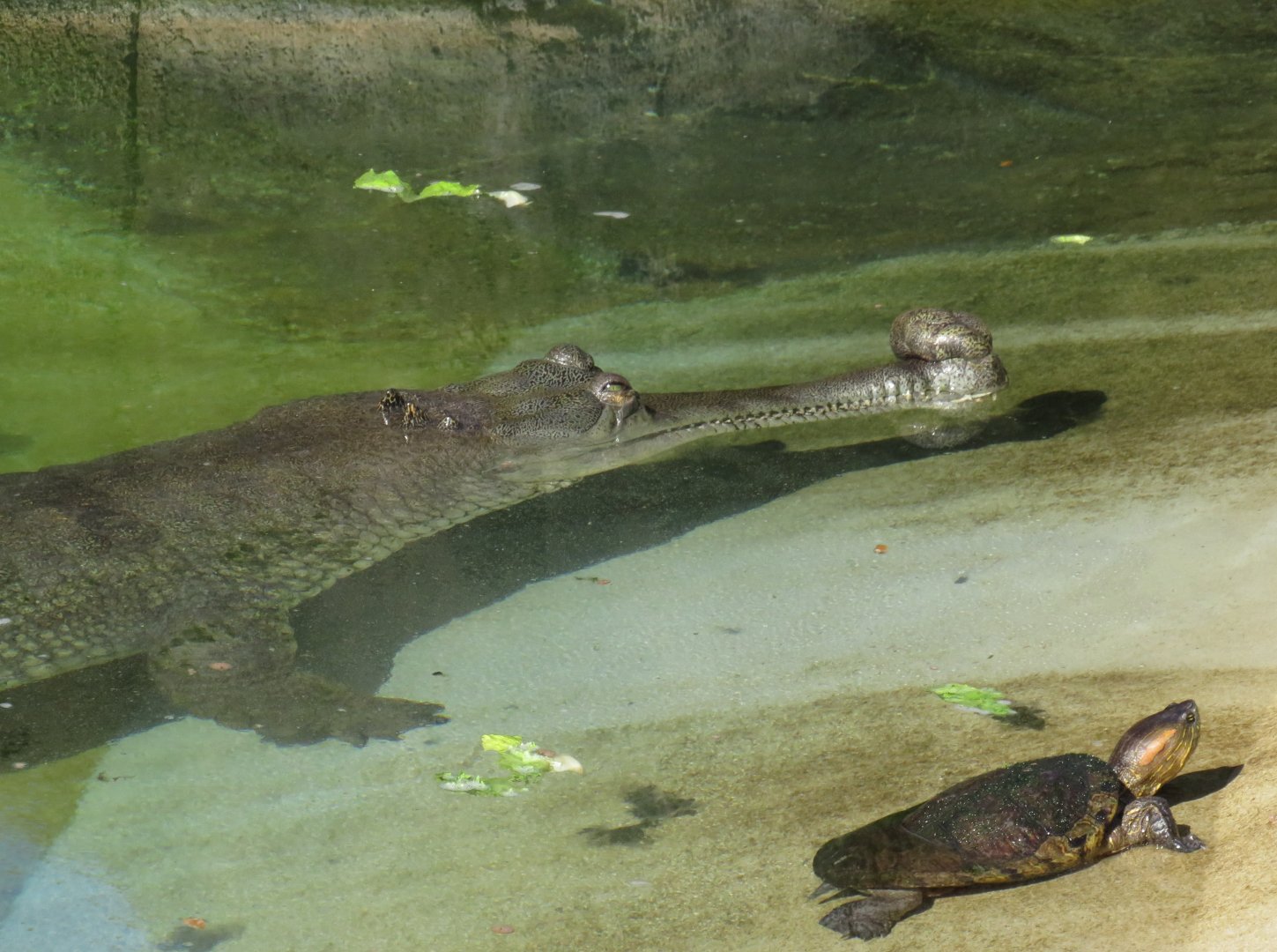 Gharial and turtle