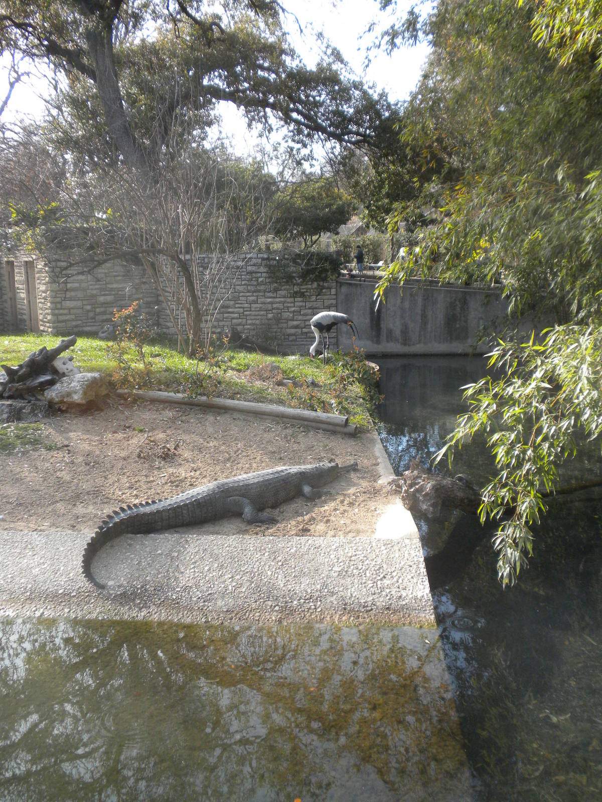 Gharial and Wattled Crane