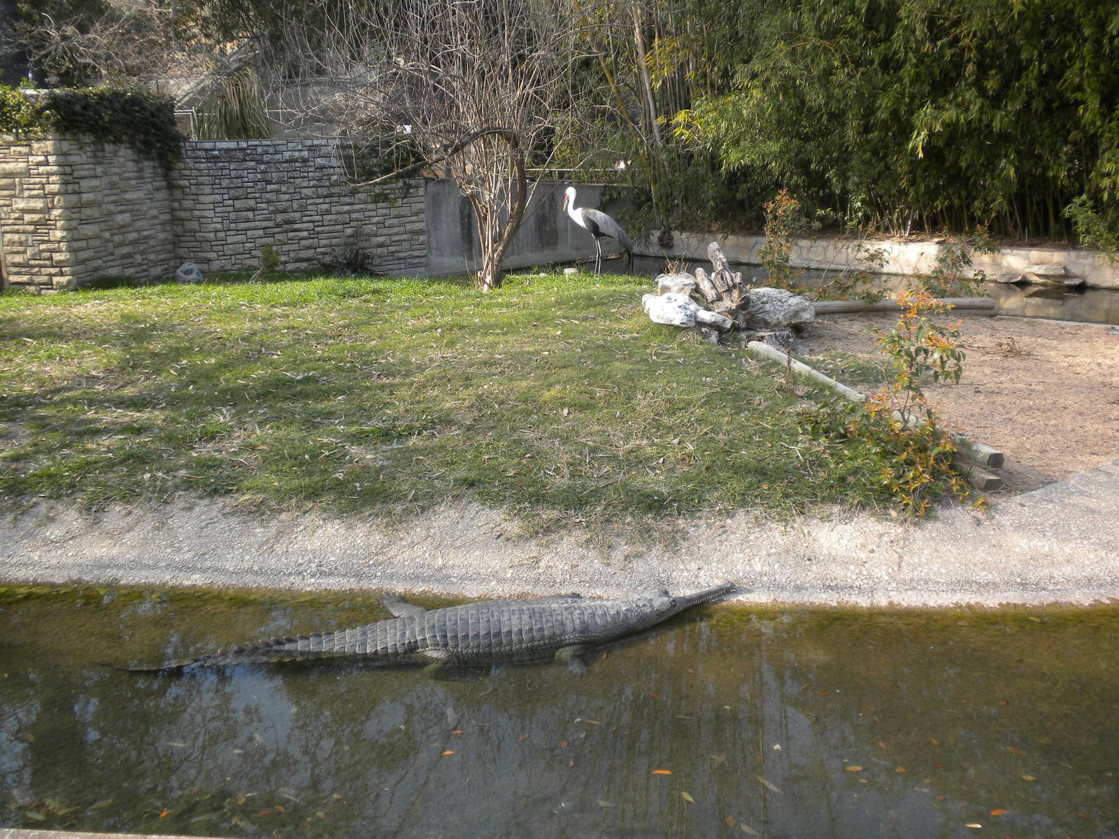 Gharial and Wattled Crane