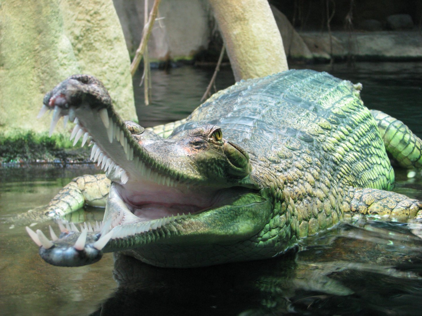 Gharial - April 2015