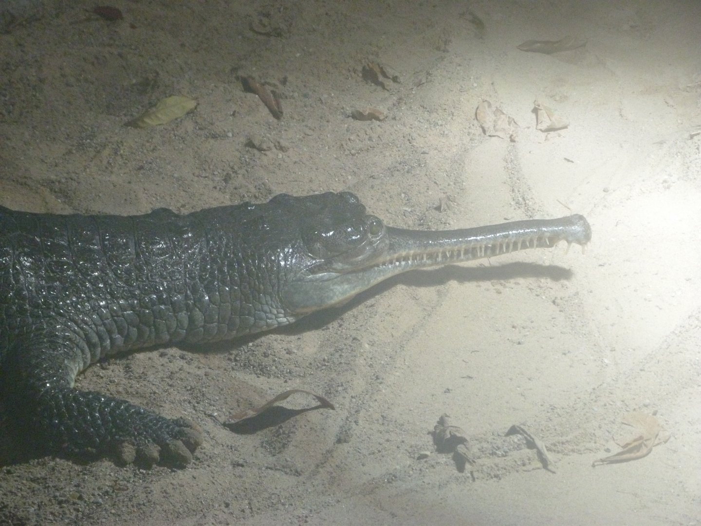 Gharial -Aquarium Berlin (2024)