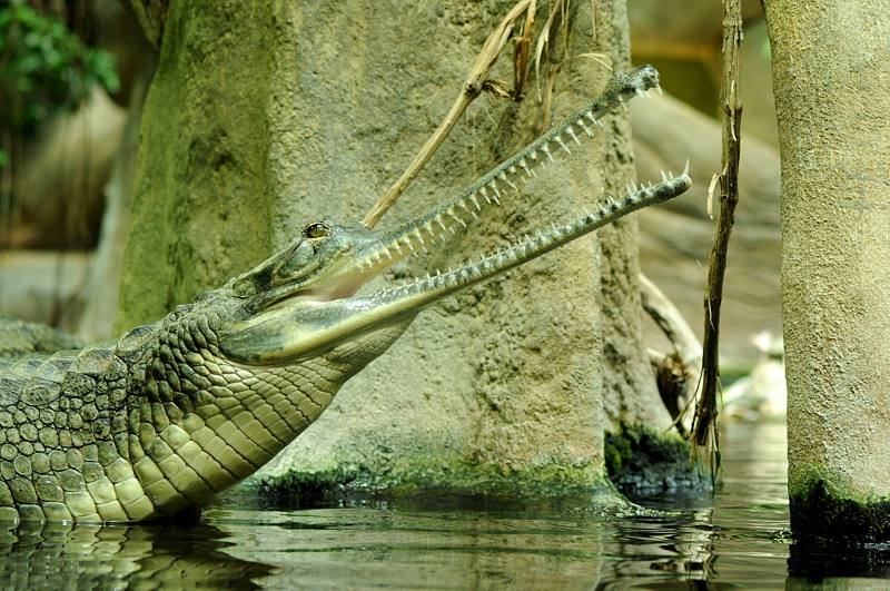 Gharial at Praha Zoo
