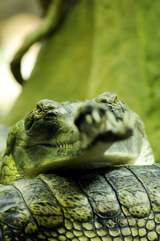 Gharial at Praha Zoo