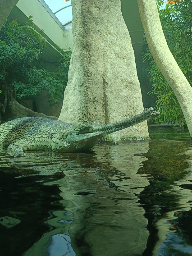 Gharial - Chambal: Gharial Pavilion