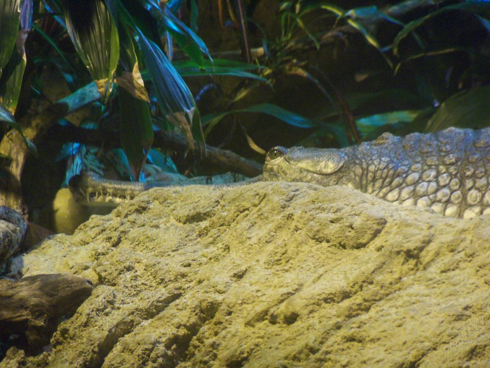 Gharial Close-up