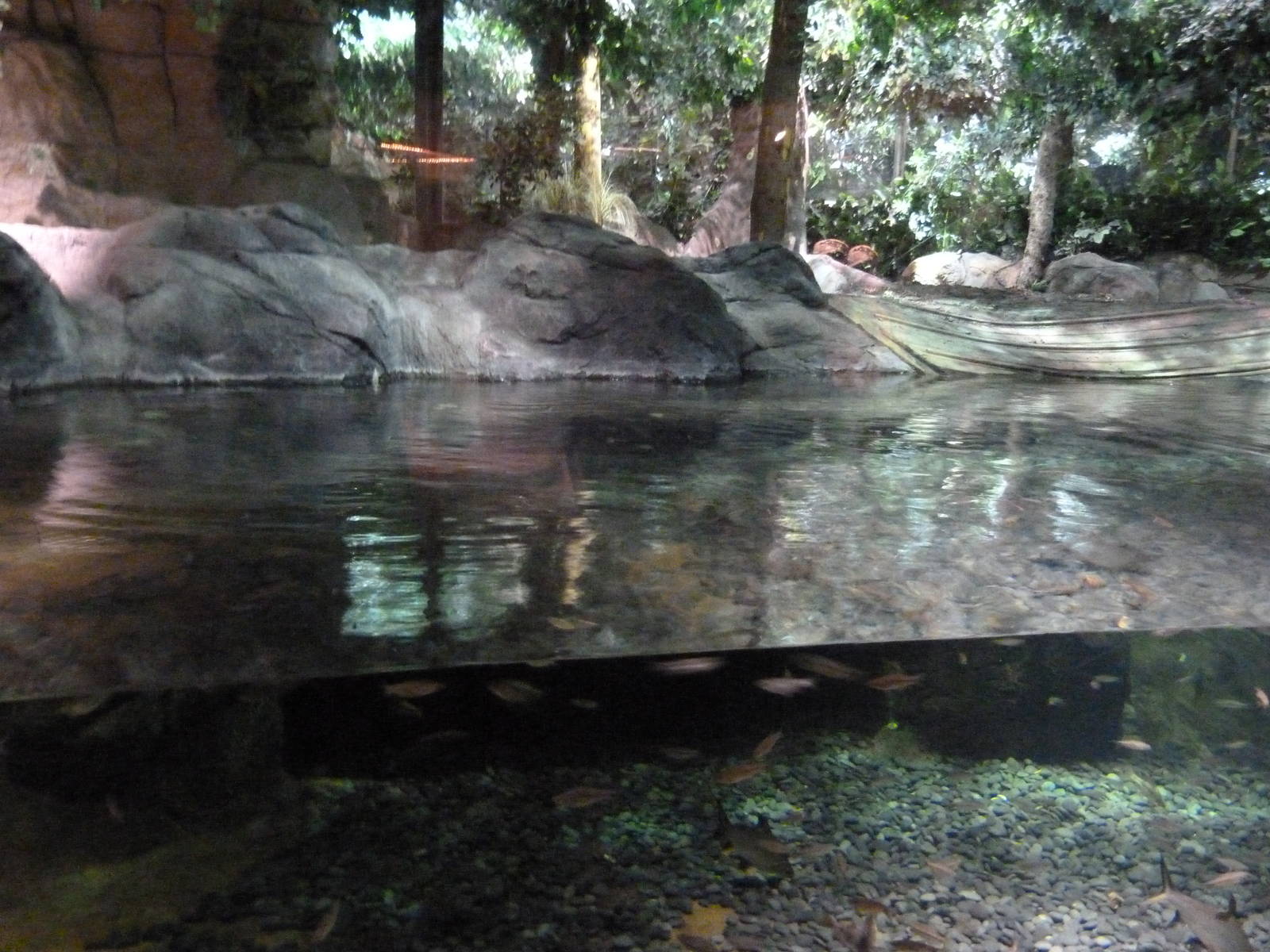 Gharial Croc. Exhibit (7-18-12)