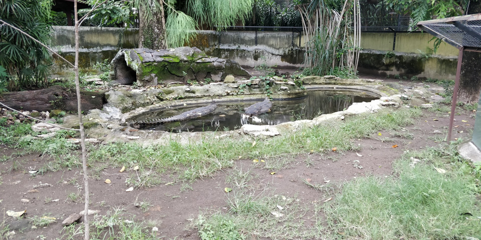 Gharial enclosure