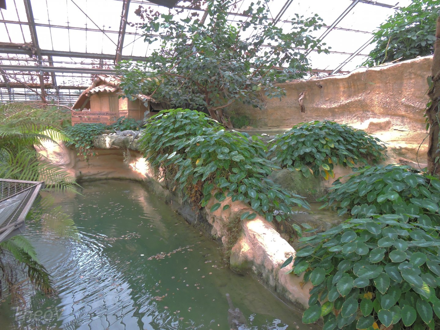Gharial exhibit [2016]