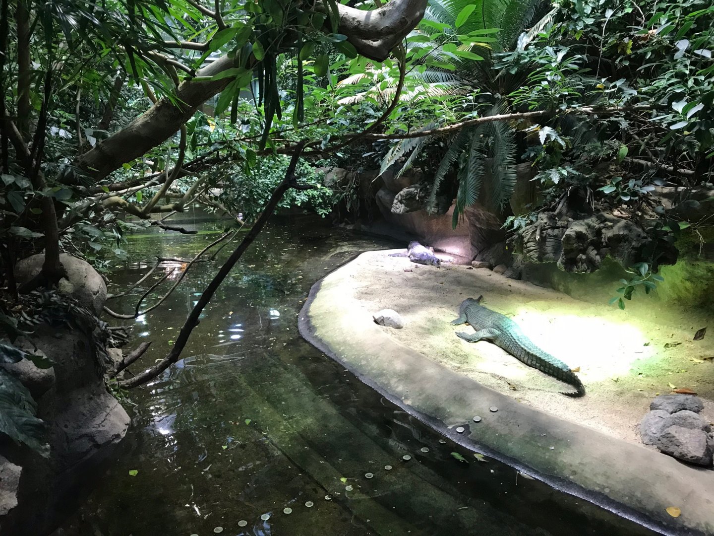 Gharial exhibit 270118