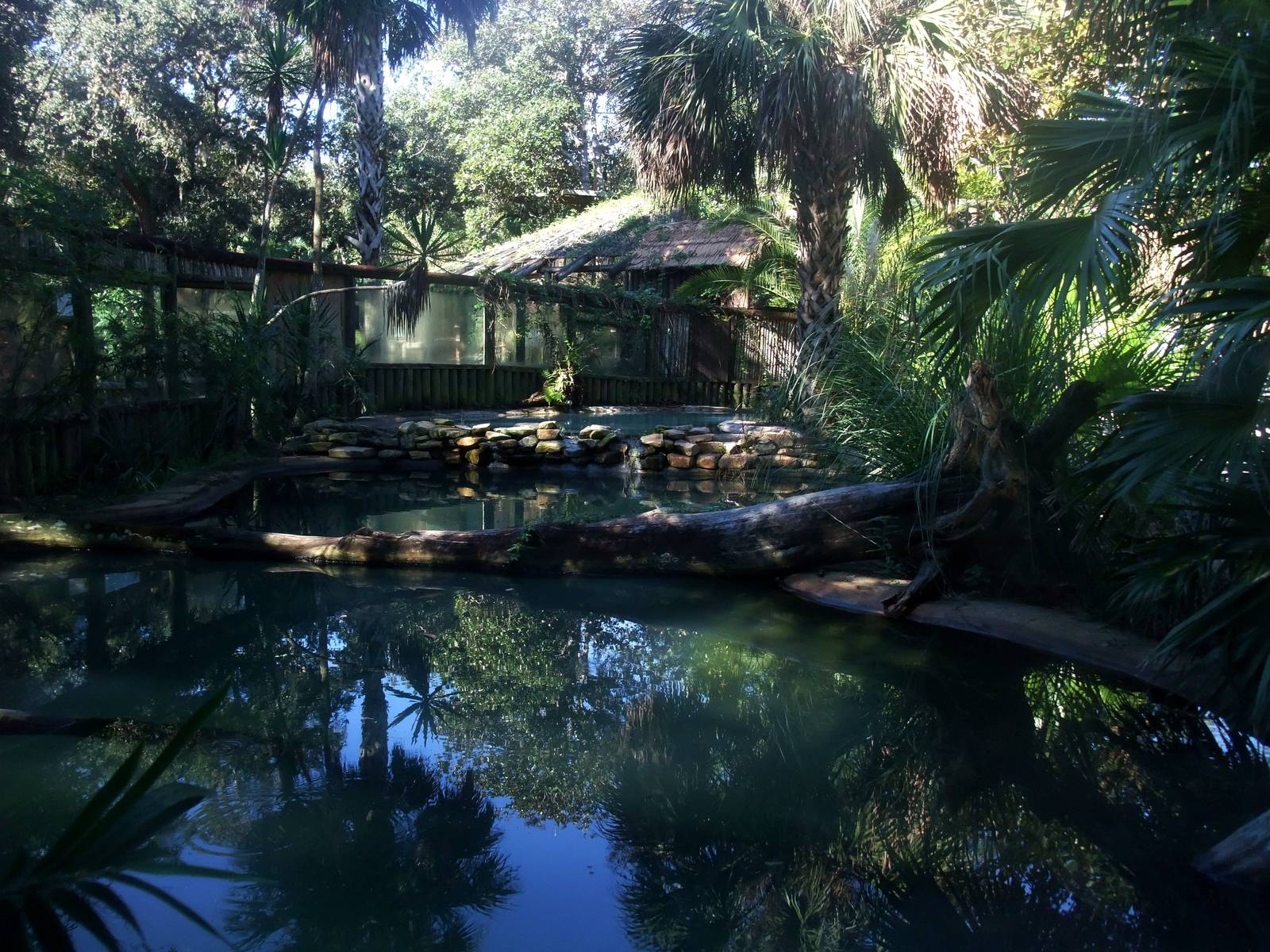 Gharial Exhibit at St. Augustine, 11/10/13
