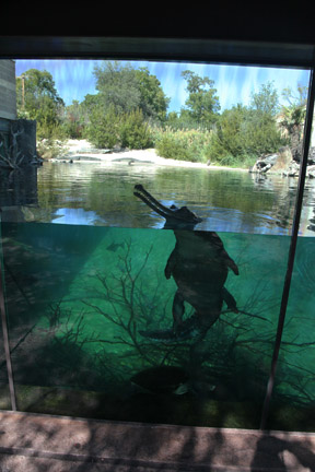 gharial exhibit