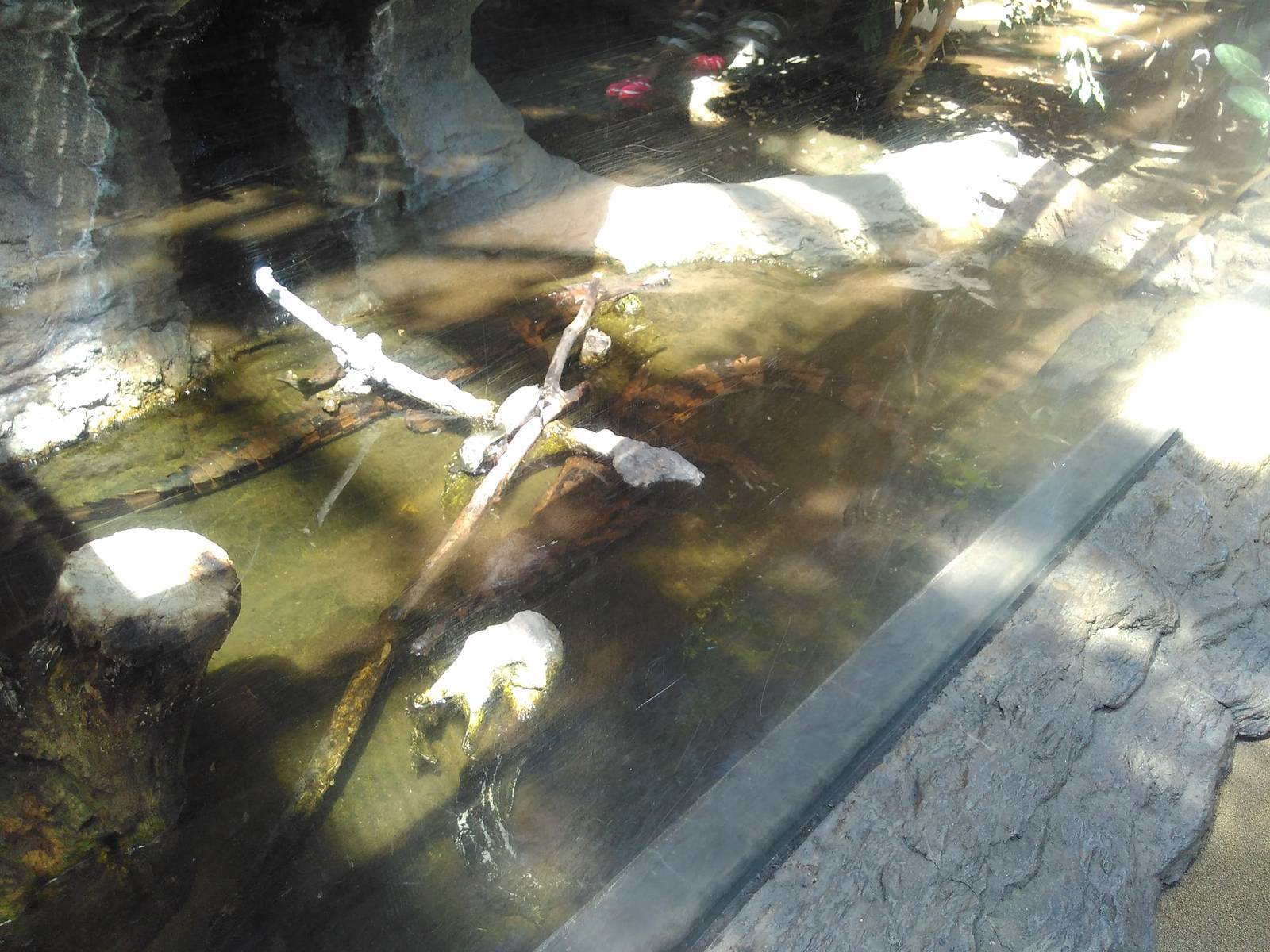 Gharial exhibit
