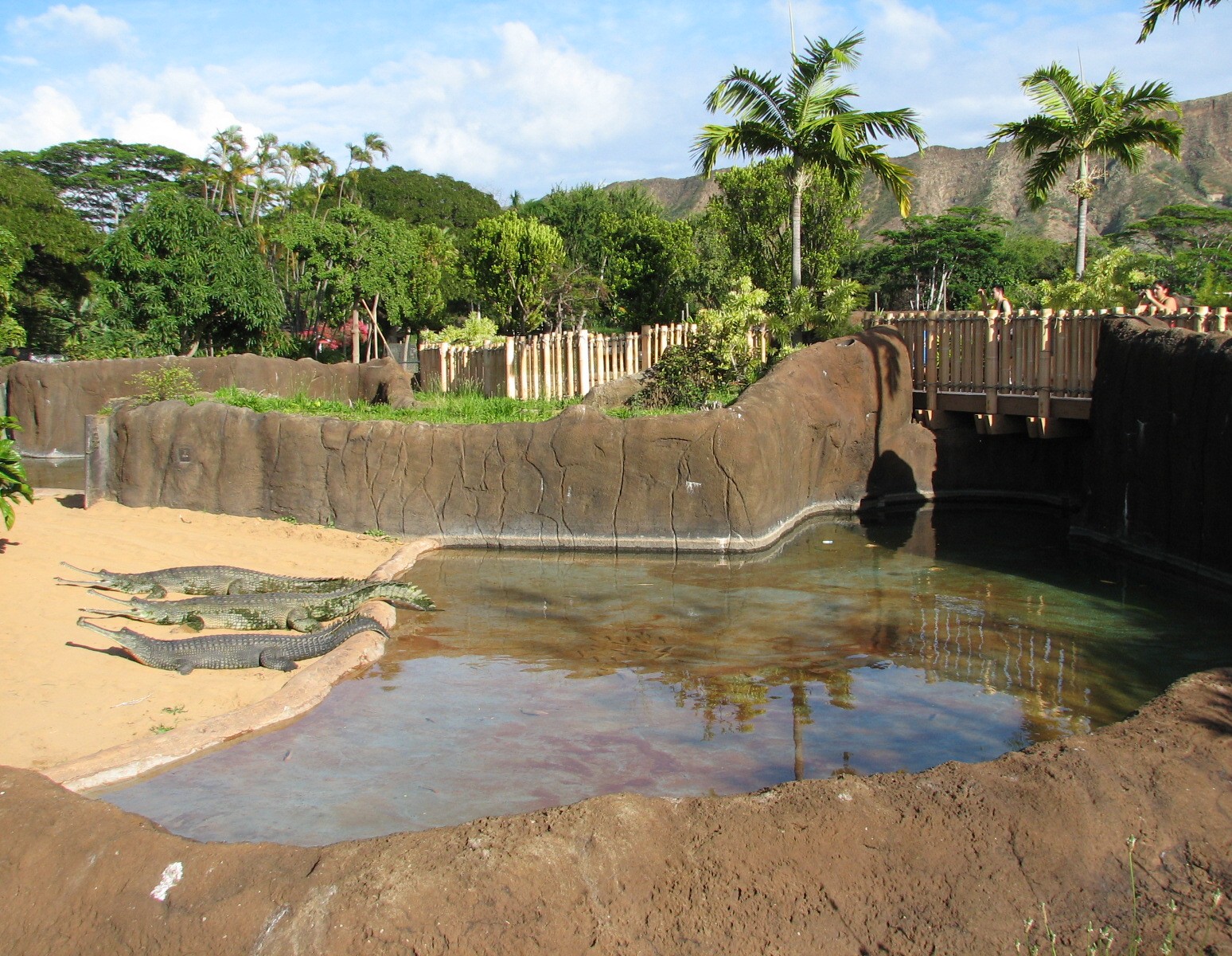 Gharial exhibit