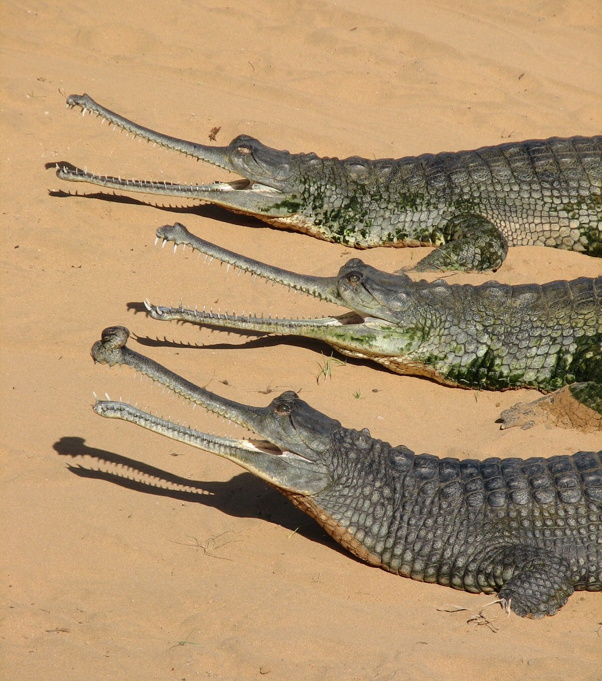 Gharial exhibit