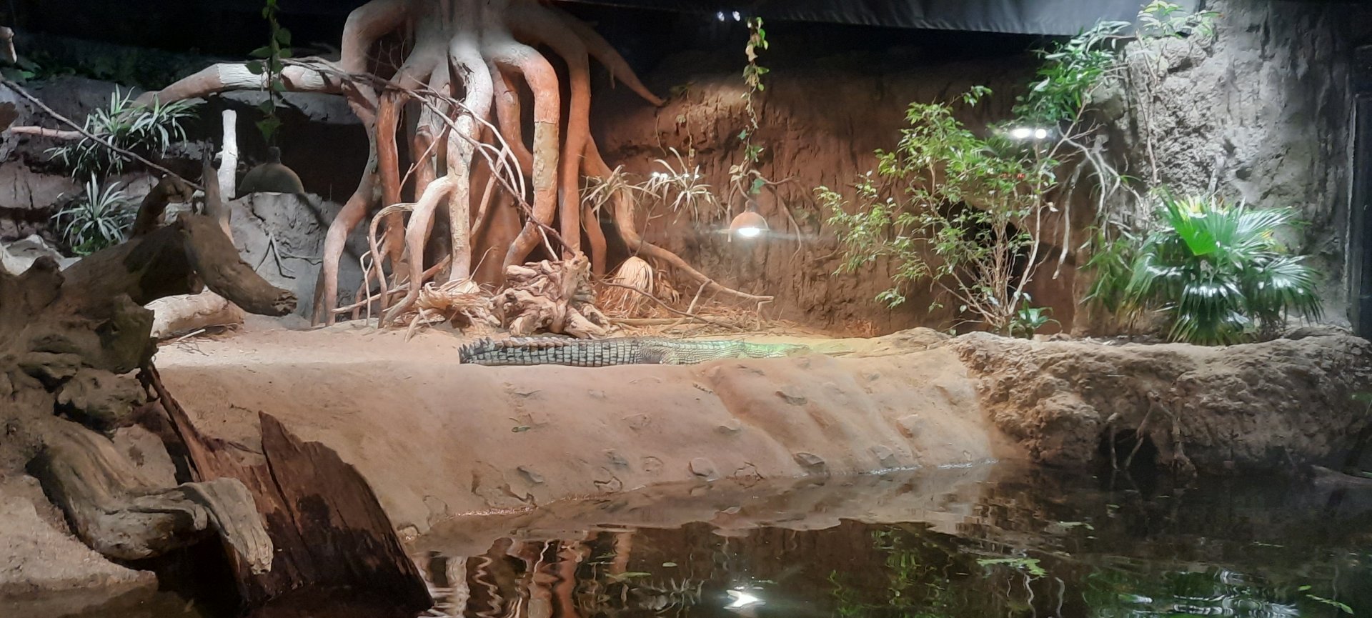 Gharial Exhibit