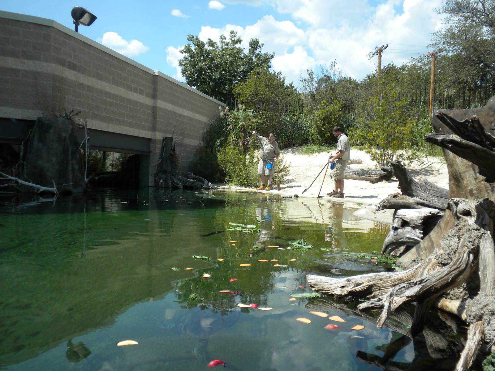Gharial feeding