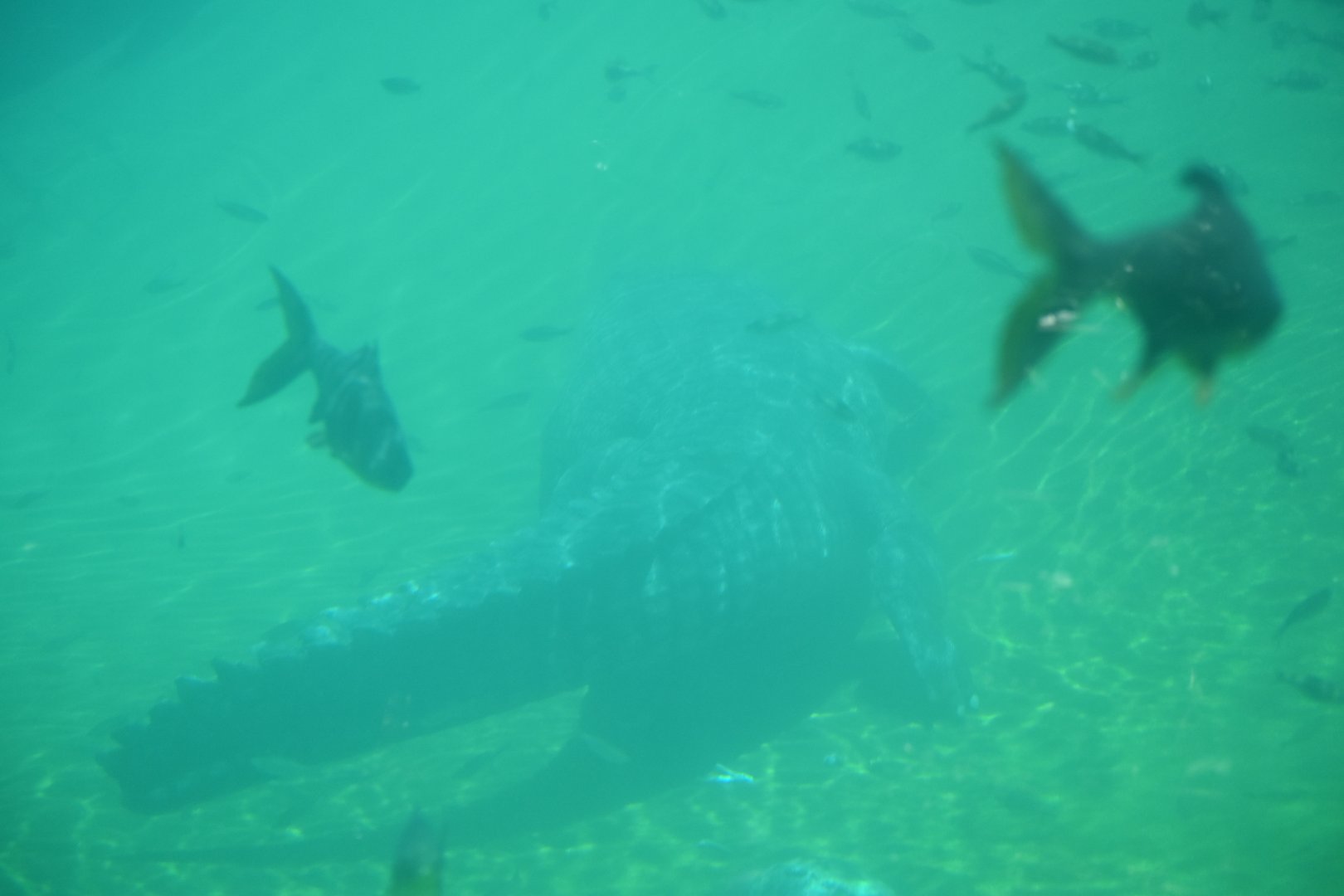Gharial Fully Submerged