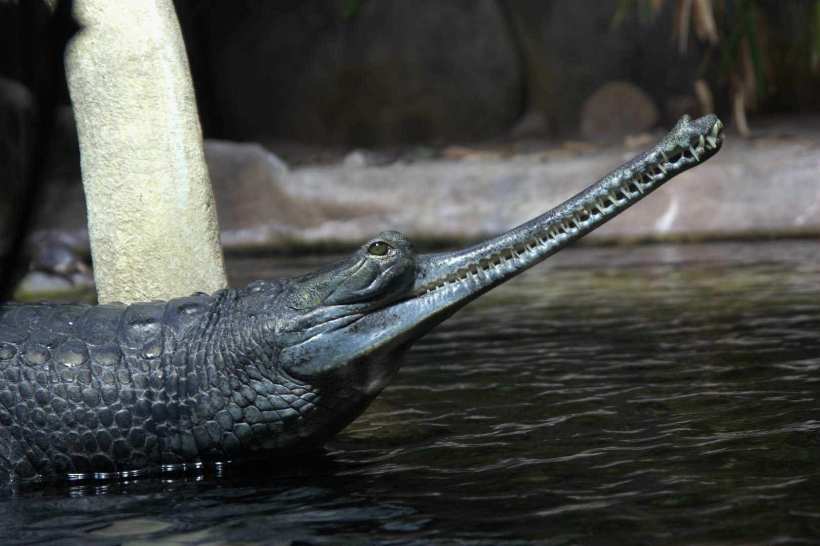 Gharial (Gavialis gangeticus), 12-09-25