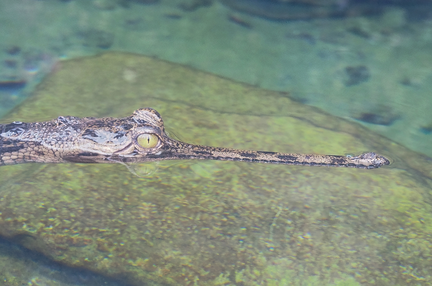 Gharial (Gavialis gangeticus), 2023-05-15