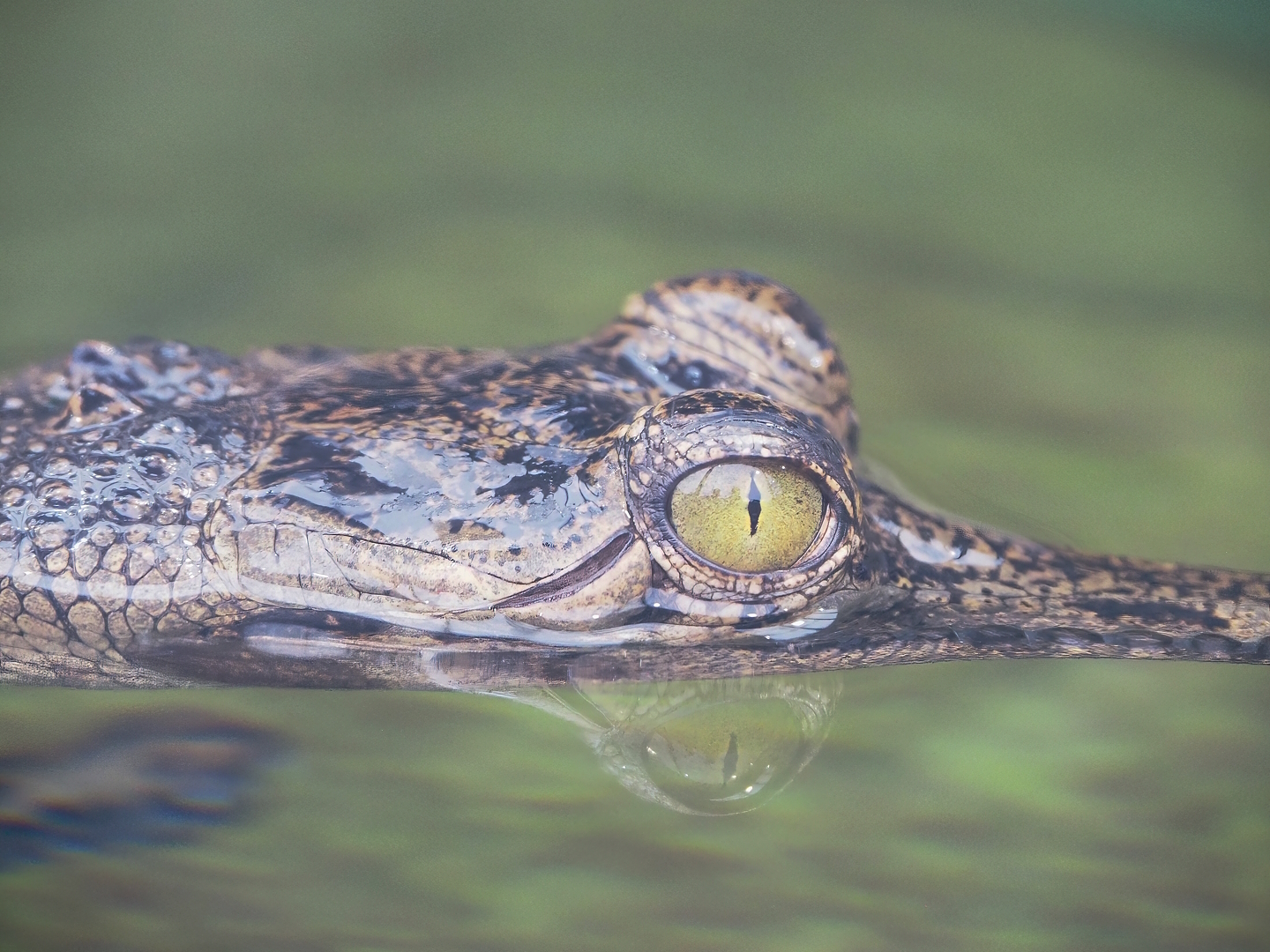 Gharial (Gavialis gangeticus), 2023-05-15