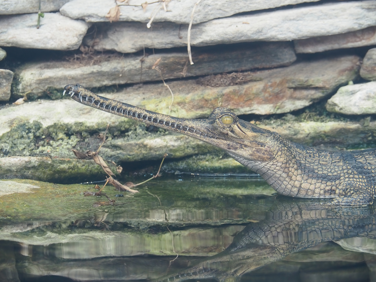 Gharial (Gavialis gangeticus), 2023-10-13