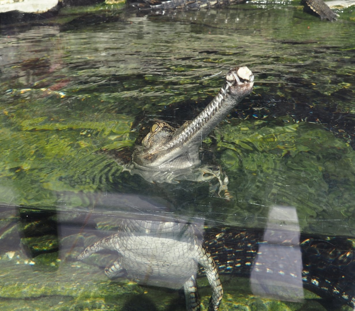 Gharial (Gavialis gangeticus), 2024-09-17